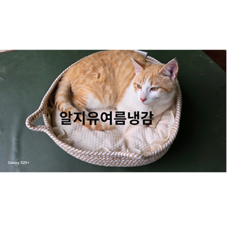 [할인] 알지유 원목 캣타워